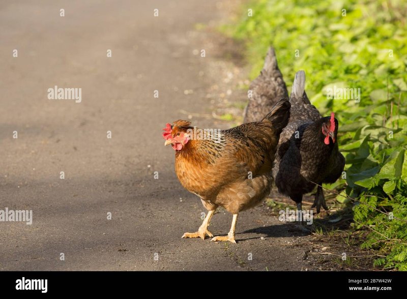 Image: Descubre el Misterio de la Carretera Pollo en España y Ganancias Fáciles