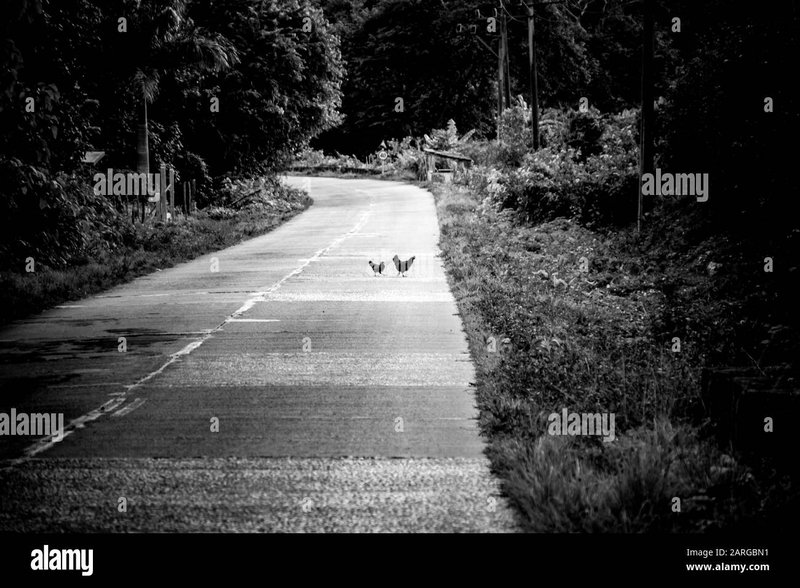 Spain - chicken road españa Spain - chicken road españa